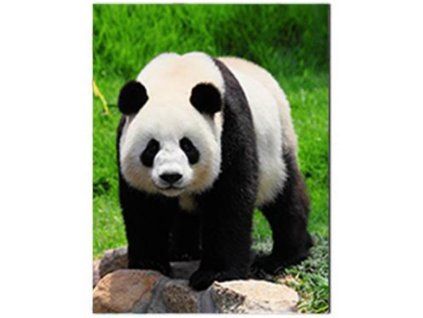 MAGNET 3D 65x82MM 552 PANDA