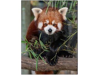 MAGNET 3D 22046 PANDA ČERVENÁ 553 X