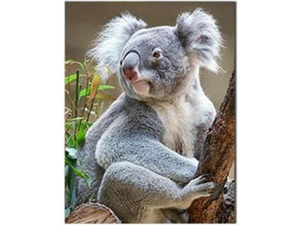 MAGNET 3D 22046 KOALA 555 X